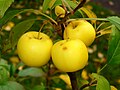Image 52Malus sylvestris (from List of trees of Great Britain and Ireland)