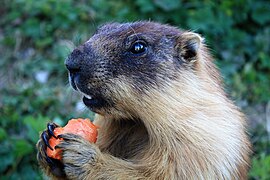 Tarbagan marmot