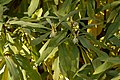 Leaves of Edgeworthia chrysantha