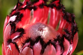 Protea - Protea neriifolia