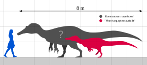 Silhouette of a right-facing human next to the silhouettes of one adult and one juvenile spinosaurid dinosaur; the human is 1.8 metres tall, the adult spinosaurid is 8 metres long, the juvenile spinosaurid is 5 metres long