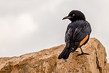 Ein Tristramstar wendet sich zum Fotografen um. Der Vogel hat ein schwarzes Gefieder mit orangen Schwungfedern