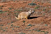 Black-tailed prairie dog (Cynomys ludovicianus)