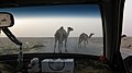 Camels in the desert near Raqqa