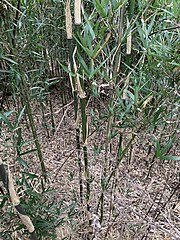 Arundinaria gigantea, a North American bamboo, in Kentucky