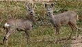 Roe deer (male and female)