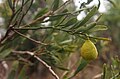 The Australian desert lime, Citrus glauca, hangs from a branch