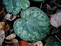 Cyclamen purpurascens leaf