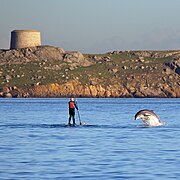 Bottlenose dolphin and a paddler at Dalkey Island