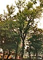 Field elm cultivar 'Pseudo-Viminalis', The Meadows, 1989