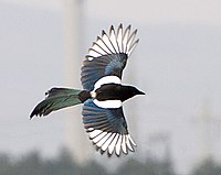 In flight, showing the numerous brightly coloured sheens on its feathers