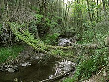 A fallen tree spans Afon Morlais in Troserch woods