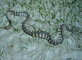 Image 13Wart snake (Acrochordus granulatus) (from List of snakes of South Asia)