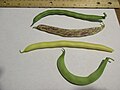 Four varieties of the common green bean presenting variations in color, size, shape, and texture
