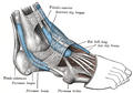The mucous sheaths of the tendons around the ankle (lateral aspect).