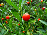 Solanocapsin is found, among other things, in the fruits of the Jerusalem cherry (Solanum pseudocapsicum).[24]