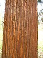 The bark is fibrous and longitudinally fissured.