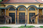 Giraffenhaus im Tiergarten Schönbrunn in Wien