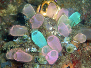 Fluorescent-colored sea squirts, Rhopalaea crassa.