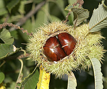 A bunch of chestnuts. Maroon is derived from marron, French for chestnut.