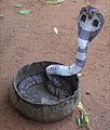 Naja naja, the Indian cobra