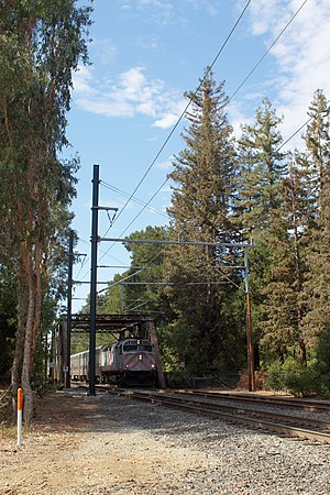 Taller tree in background, surrounded by other slightly shorter trees, with train crossing trestle in front and some power lines