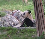 Giant Panda at Chengdu Panda Base, China