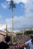 The uniting of trees during the Maggio di Accettura