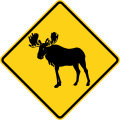 W11-21 Moose