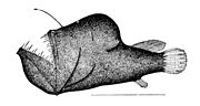 The first spine of the dorsal fin of anglerfish is modified like a fishing rod with a lure