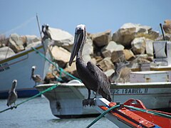 Pelican on a fishing boat