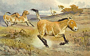 Przewalski's horse, native to the Dzungarian Basin