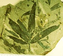 Fig. 3 Fossil leaves of Sagenopteris phillipsii from the Gristhorpe Bed at Cayton Bay. Natural History Museum specimen photographed by G.J.Retallack