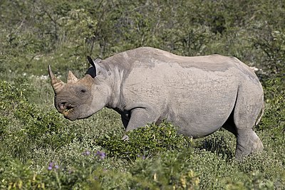 South-western black rhinoceros