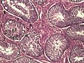 Histologisches Bild des Hodenparenchyms eines Ebers: 1 Lumen eines gewundenen Samenkanälchens 2 Spermatiden 3 Spermatozyten 4 Spermatogonien 5 Sertoli-Zellen 6 Myofibroblasten 7 Leydig-Zellen 8 Kapillaren