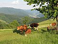 Cattle near Simonswald