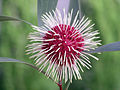 Flower of Hakea laurina (Pincushion Hakea) in Bonbeach, Victoria, Australia
