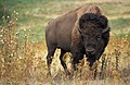 Bison bison („buffalo“)