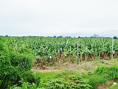 A banana plantation in Padada