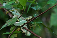 The two-striped forest pit viper is an arboreal snake from the Amazon Basin. An important cause of bites in its habitat, it may be the second most dangerous snake in the Amazon after the common lancehead.[75]