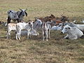 Brahman cattle, Costa Rica, pacific side