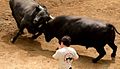 Bull wrestling in Yamakoshi