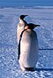Emperor penguins, Ross Sea, Antarctica