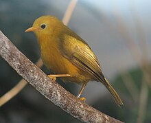 Yellow bird with brown tint on wings and metal ring faces left