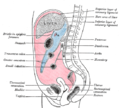 Vertical disposition of the peritoneum. Main cavity, red; omental bursa, blue. (Greater omentum labeled at left.)