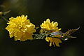 Kerrie (Kerria japonica Pleniflora), Blüten