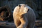 Eisbär Knut im Zoologischen Garten Berlin