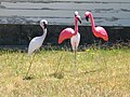 Lawn flamingos in El Sobrante, California, taken 7 July 2006.