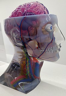 Das Bild zeigt ein Modell eines menschlichen Kopfes. Der Schädel ist nach oben offen, hat einen Halsansatz bis zu den Schultern aus Kunststoff. Darin sind Details, wie Gefäße, die Augäpfel, das Gehirn, die Wirbelsäule und das Rückenmark zu erkennen.