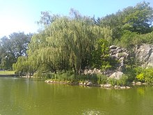 A pond in the foreground with a willow tree on its shore and high-rise buildings in the background